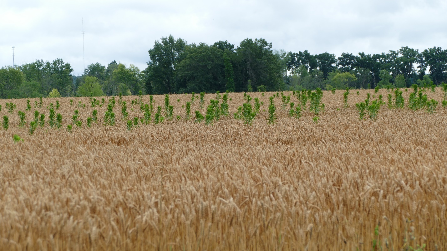 Horseweed in a wheat field.